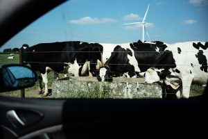 Voiture, vaches, éolienne : la ruralité de l'Avesnois près de Landecies.